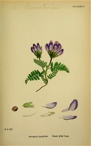 Astragalus hypoglottis - English botany, or, Coloured figures of British plants - vol. 3 (ed. 3) - t. 376