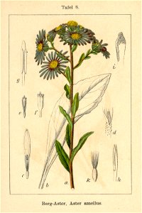 Aster amellus Sturm6