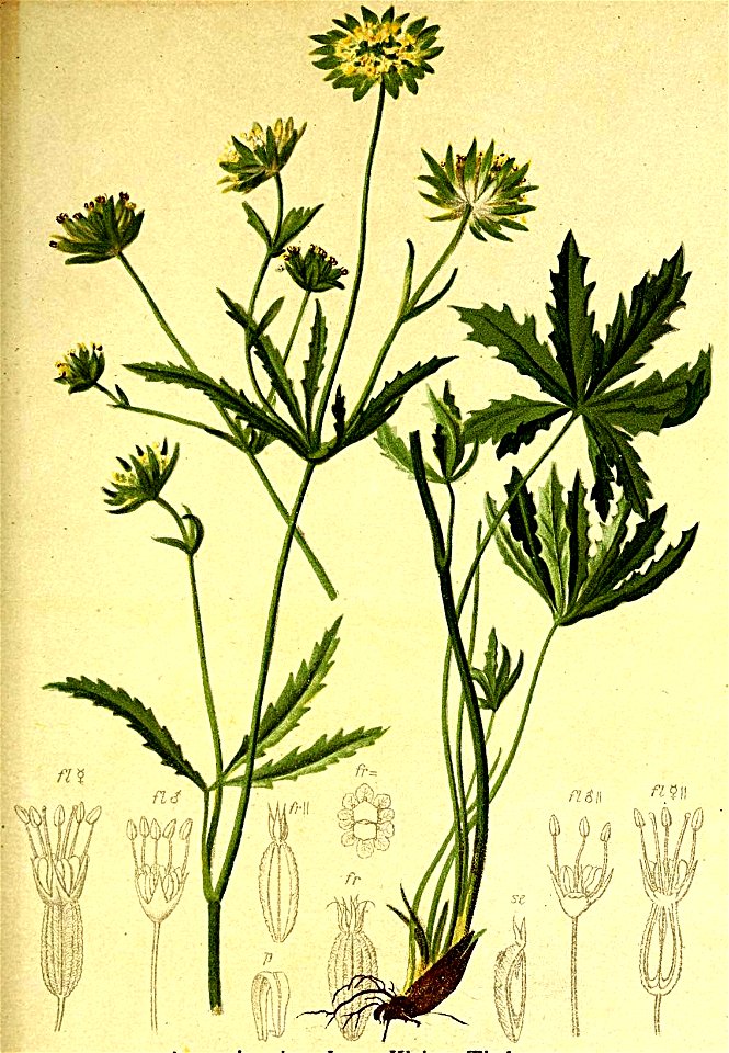 Astrantia minor Atlas Alpenflora