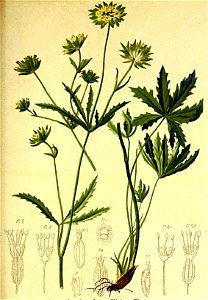 Astrantia minor Atlas Alpenflora