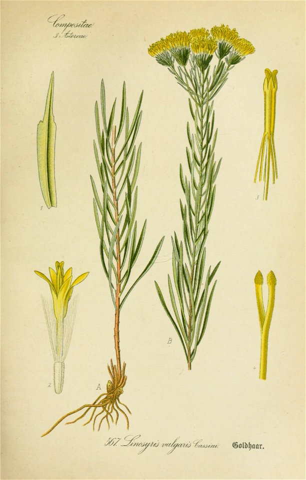 Aster linosyris