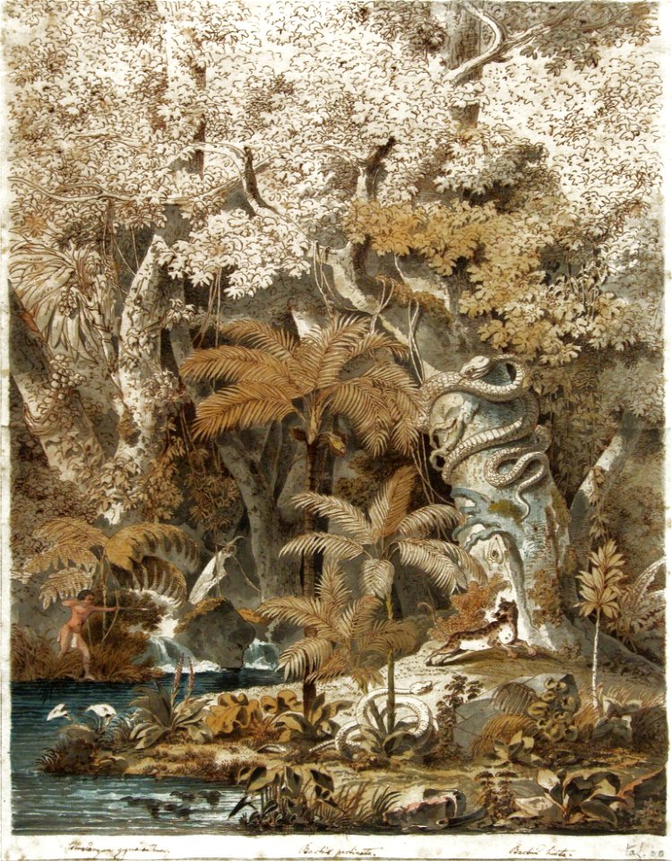 Astrocanyum gynacanthum, Bactris pertinata, Bactris hinta, da Coleção Brasiliana Iconográfica