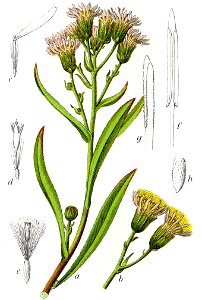Aster tripolium Sturm7