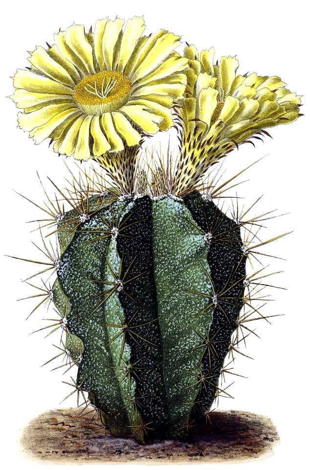 Astrophytum ornatum BlKakteenT113