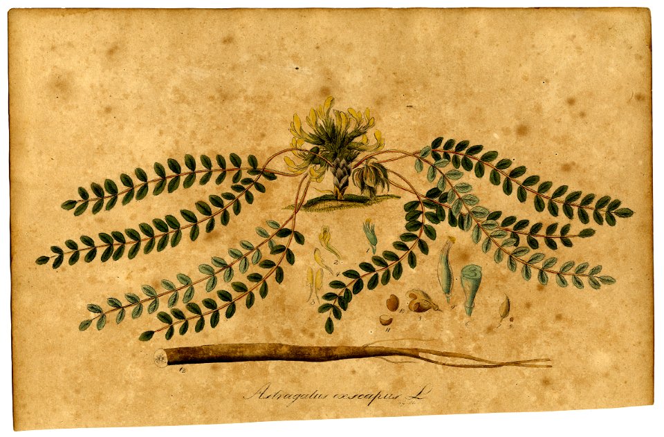 Astragalus exscapus Mann