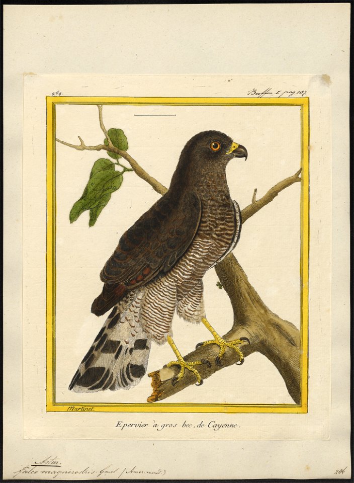 Astur magnirostris - 1700-1880 - Print - Iconographia Zoologica - Special Collections University of Amsterdam - UBA01 IZ18300049