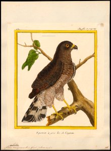 Astur magnirostris - 1700-1880 - Print - Iconographia Zoologica - Special Collections University of Amsterdam - UBA01 IZ18300049