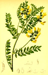 Astragalus penduliflorus Atlas Alpenflora