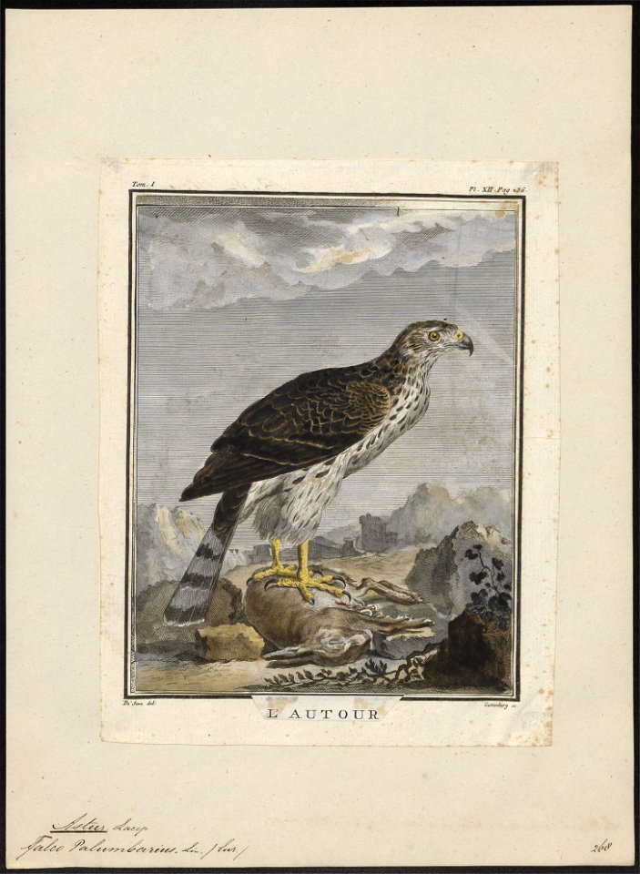 Astur palumbarius - 1700-1880 - Print - Iconographia Zoologica - Special Collections University of Amsterdam - UBA01 IZ18300015