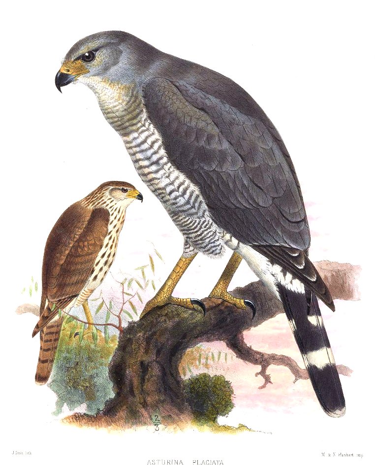 AsturinaPlagiataSmit