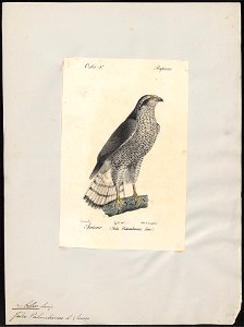 Astur palumbarius - 1842-1848 - Print - Iconographia Zoologica - Special Collections University of Amsterdam - UBA01 IZ18300001