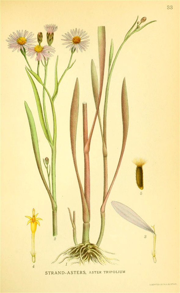 Aster tripolium ssp tripolium