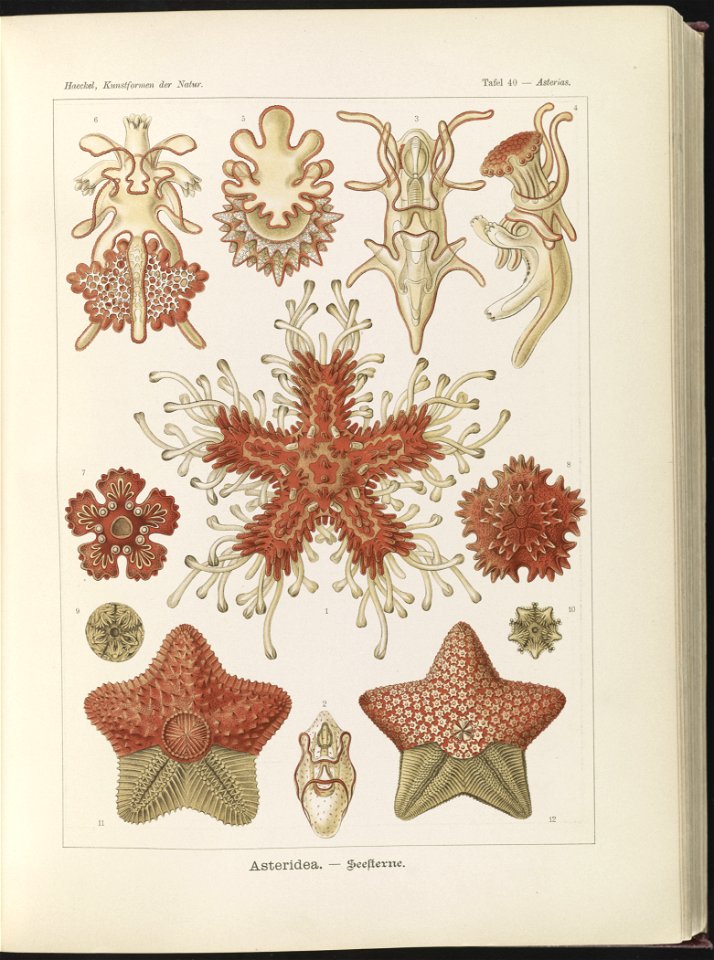 Asteridea. - Seesterne LCCN2015648926