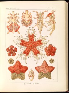 Asteridea. - Seesterne LCCN2015648926