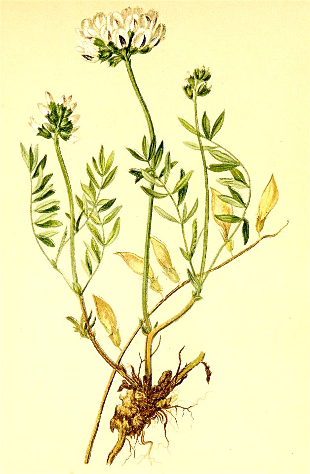 Astragalus australis Atlas Alpenflora