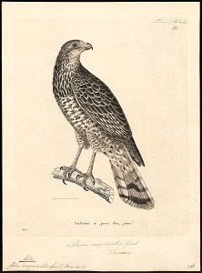 Astur magnirostris - 1700-1880 - Print - Iconographia Zoologica - Special Collections University of Amsterdam - UBA01 IZ18300051