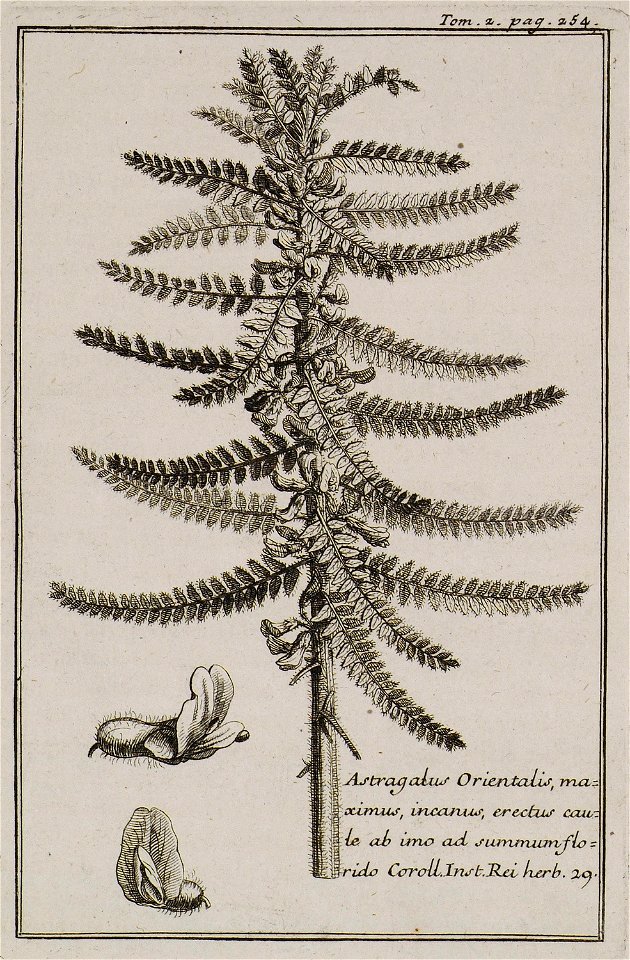 Astragalus Orientalis, maximus, incanus, erectus caute ab imo ad summum florido Coroll Inst Rei herb 29 - Tournefort Joseph Pitton De - 1717