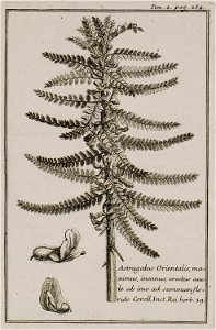 Astragalus Orientalis, maximus, incanus, erectus caute ab imo ad summum florido Coroll Inst Rei herb 29 - Tournefort Joseph Pitton De - 1717