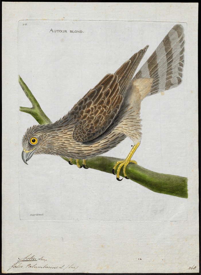 Astur palumbarius - 1790-1796 - Print - Iconographia Zoologica - Special Collections University of Amsterdam - UBA01 IZ18300017