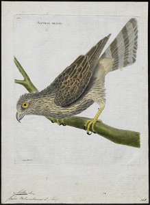 Astur palumbarius - 1790-1796 - Print - Iconographia Zoologica - Special Collections University of Amsterdam - UBA01 IZ18300017