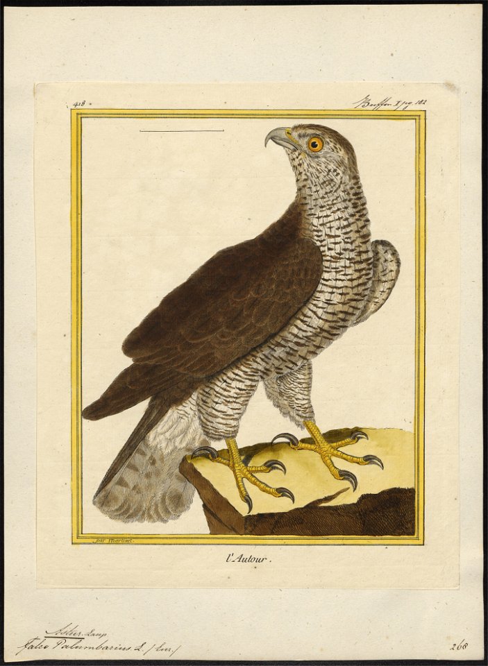 Astur palumbarius - 1700-1880 - Print - Iconographia Zoologica - Special Collections University of Amsterdam - UBA01 IZ18300009