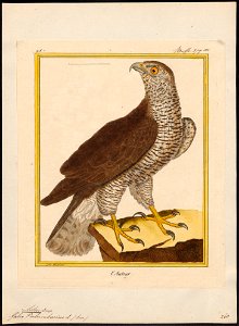 Astur palumbarius - 1700-1880 - Print - Iconographia Zoologica - Special Collections University of Amsterdam - UBA01 IZ18300009