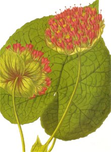 Astrapaea wallichii RHS