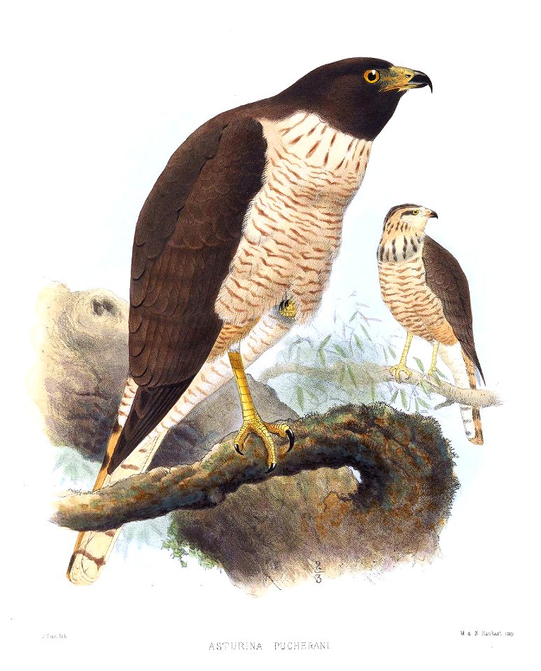 AsturinaPucheraniSmit