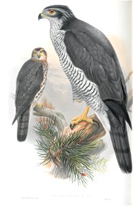 Astur Palumbarius