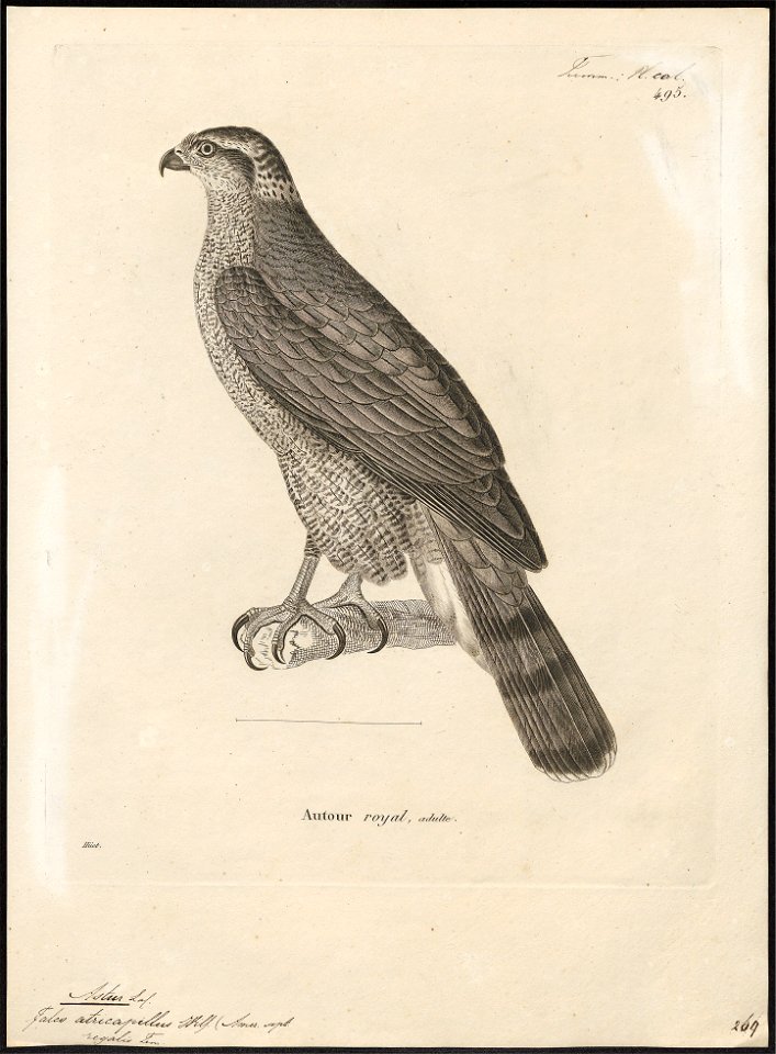 Astur atricapillus - 1700-1880 - Print - Iconographia Zoologica - Special Collections University of Amsterdam - UBA01 IZ18300023