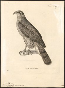 Astur atricapillus - 1700-1880 - Print - Iconographia Zoologica - Special Collections University of Amsterdam - UBA01 IZ18300023