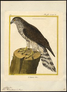Astur palumbarius - 1700-1880 - Print - Iconographia Zoologica - Special Collections University of Amsterdam - UBA01 IZ18300013