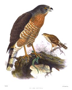 AsturinaNattereriSmit