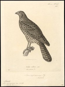 Astur approximans - 1700-1880 - Print - Iconographia Zoologica - Special Collections University of Amsterdam - UBA01 IZ18300131