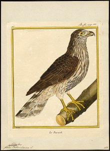 Astur palumbarius - 1700-1880 - Print - Iconographia Zoologica - Special Collections University of Amsterdam - UBA01 IZ18300011