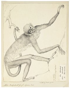 Ateles belzebuth - 1829-1867 - Print - Iconographia Zoologica - Special Collections University of Amsterdam - UBA01 IZ20200115