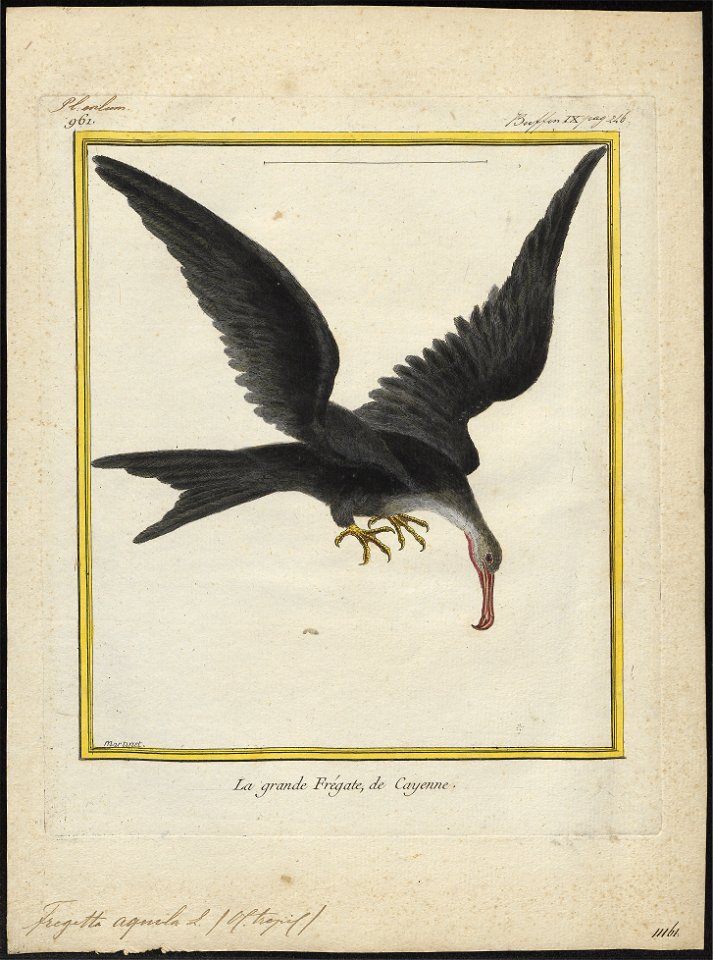 Atagen aquilus - 1700-1880 - Print - Iconographia Zoologica - Special Collections University of Amsterdam - UBA01 IZ18000183