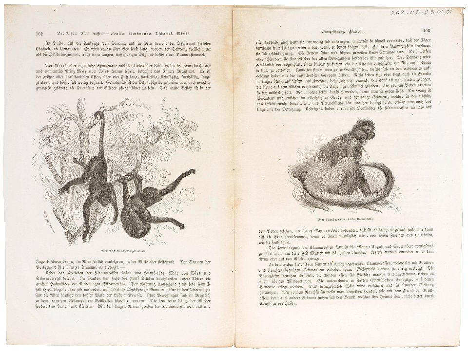 Ateles paniscus - 1700-1880 - Print - Iconographia Zoologica - Special Collections University of Amsterdam - UBA01 IZ20200099