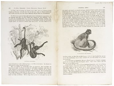 Ateles paniscus - 1700-1880 - Print - Iconographia Zoologica - Special Collections University of Amsterdam - UBA01 IZ20200099