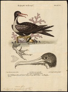 Atagen minor - 1700-1880 - Print - Iconographia Zoologica - Special Collections University of Amsterdam - UBA01 IZ18000199