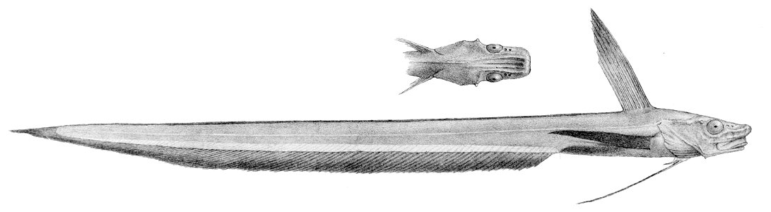 Ateleopus japonicus