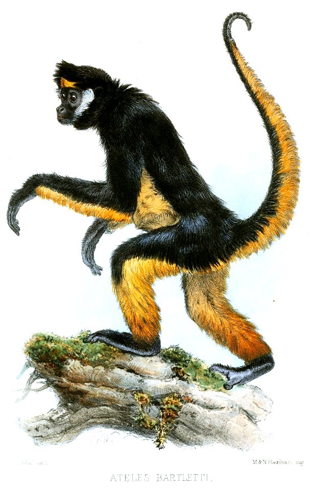 AtelesBartlettiWolf