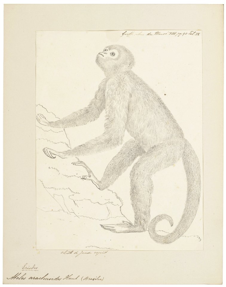 Ateles arachnoides - 1829-1867 - Print - Iconographia Zoologica - Special Collections University of Amsterdam - UBA01 IZ20200117