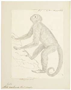 Ateles arachnoides - 1829-1867 - Print - Iconographia Zoologica - Special Collections University of Amsterdam - UBA01 IZ20200117