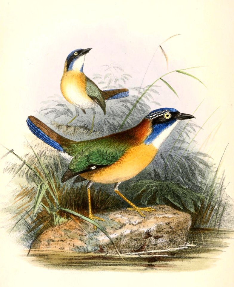 Atelornis pittoides 1862