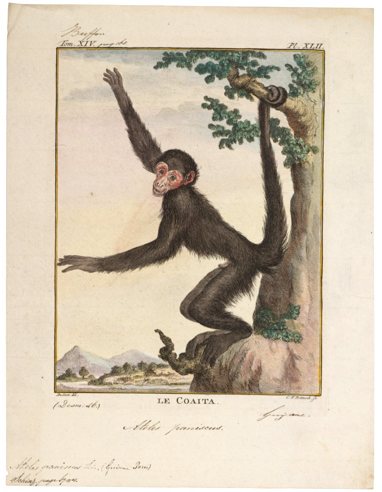Ateles paniscus - 1700-1880 - Print - Iconographia Zoologica - Special Collections University of Amsterdam - UBA01 IZ20200103