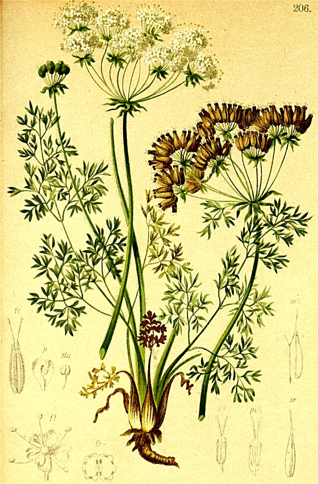 Atamantha cretensis Atlas Alpenflora