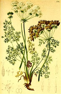 Atamantha cretensis Atlas Alpenflora
