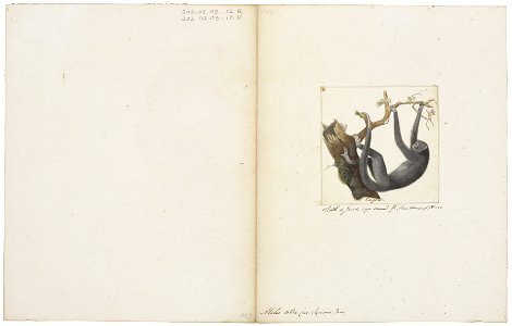 Ateles ater - 1829-1867 - Print - Iconographia Zoologica - Special Collections University of Amsterdam - UBA01 IZ20200110