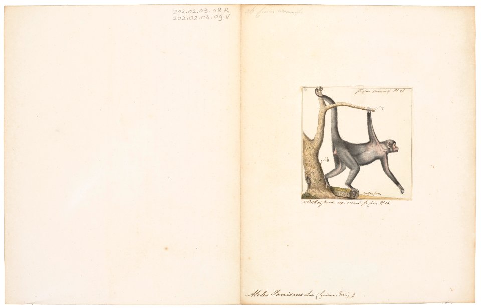 Ateles paniscus - 1829-1867 - Print - Iconographia Zoologica - Special Collections University of Amsterdam - UBA01 IZ20200106